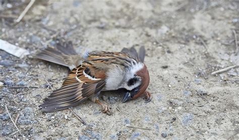 看到麻雀死掉